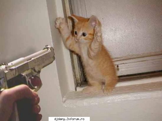 :rotfl: jaf armat